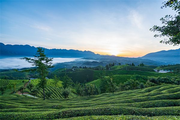 千庫網_湖北恩施鶴峰縣走馬鎮(zhèn)木耳山茶園_攝影圖編號21143538.jpg